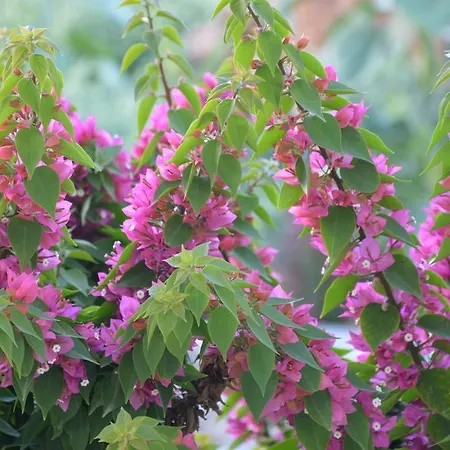 Aparthotel Thalasea - Village 3*