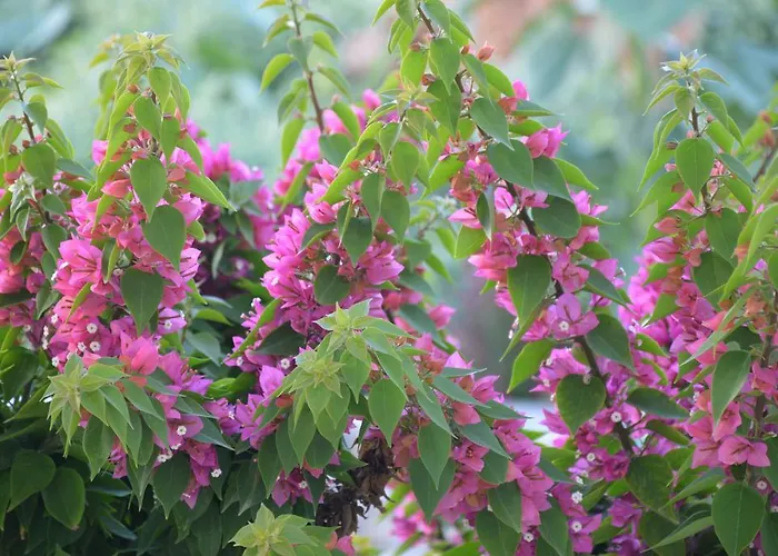 Hotel apartamentowy Thalasea - Village 3*